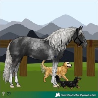 Horse Color:Liver Chestnut Mushroom Tobiano 