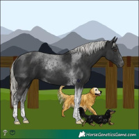 Horse Color:Liver Chestnut Mushroom Tobiano 