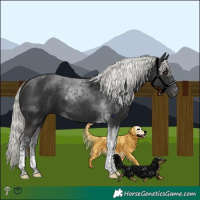 Horse Color:Liver Chestnut Mushroom Tobiano 