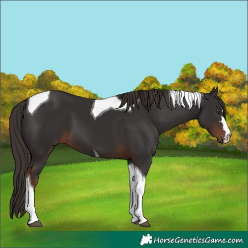 Horse Color:Liver Chestnut Tobiano 
