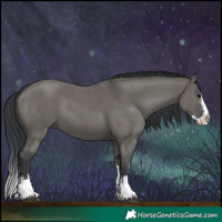 Horse Color:Grullo Sabino Splash Rabicano
