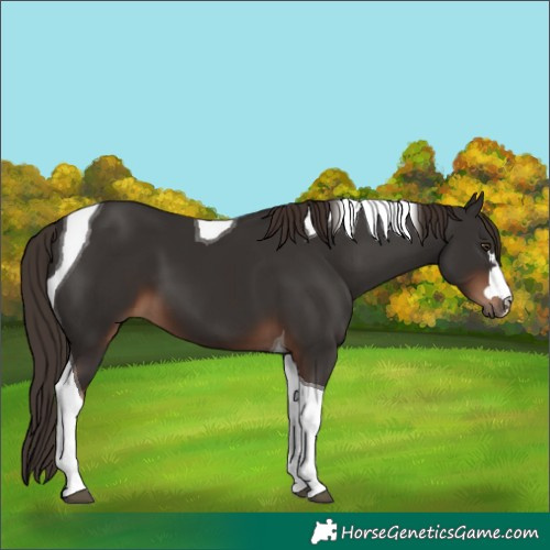 Horse Color:Liver Chestnut Tobiano 
