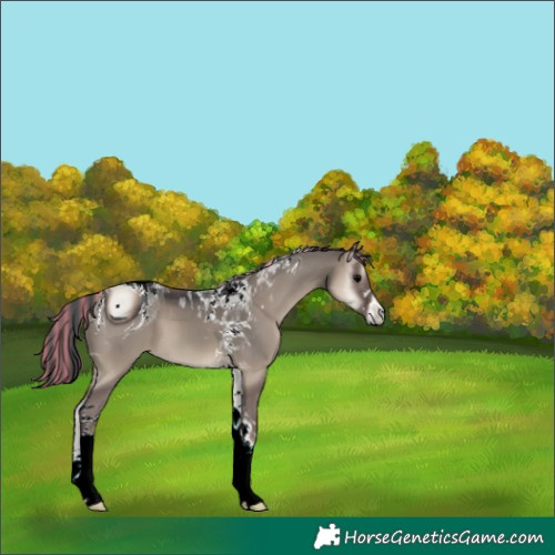 Horse Color:ERROR: UNKNOWN ANOMALY