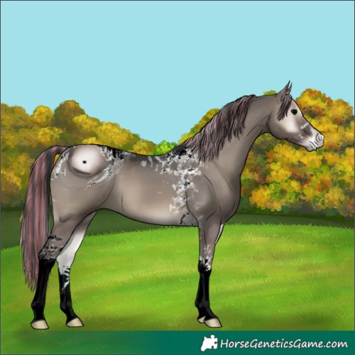 Horse Color:ERROR: UNKNOWN ANOMALY