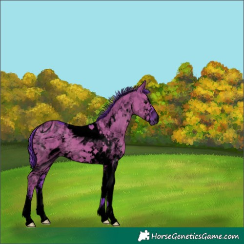 Horse Color:ERROR: UNKNOWN ANOMALY