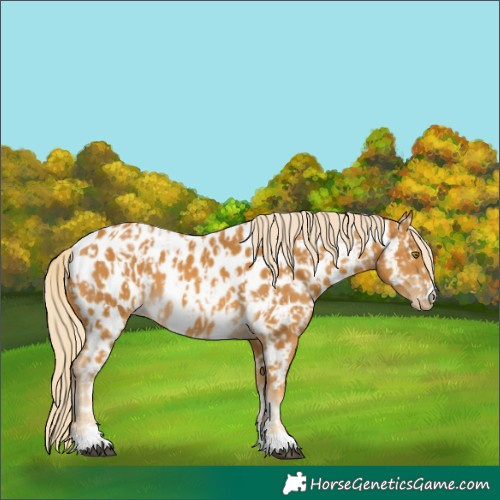 Horse Color:Palomino Appaloosa  and Palomino Appaloosa 