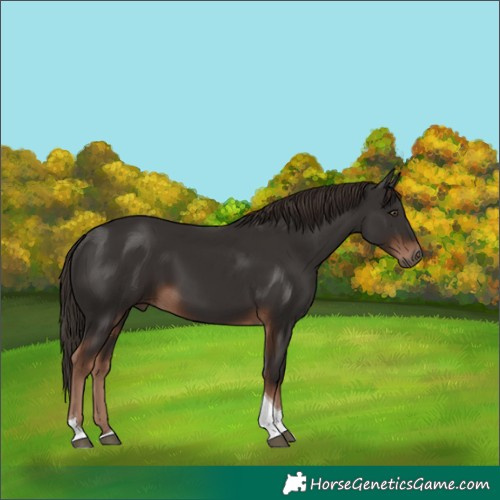 Horse Color:Liver Chestnut Tobiano