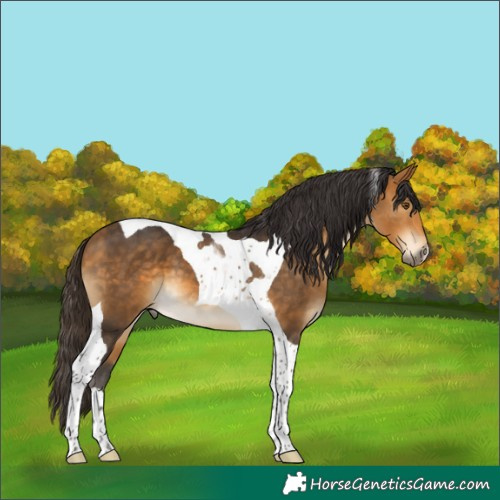 Horse Color:Buckskin Tobiano 