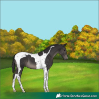Horse Color:Smoky Black Tobiano 