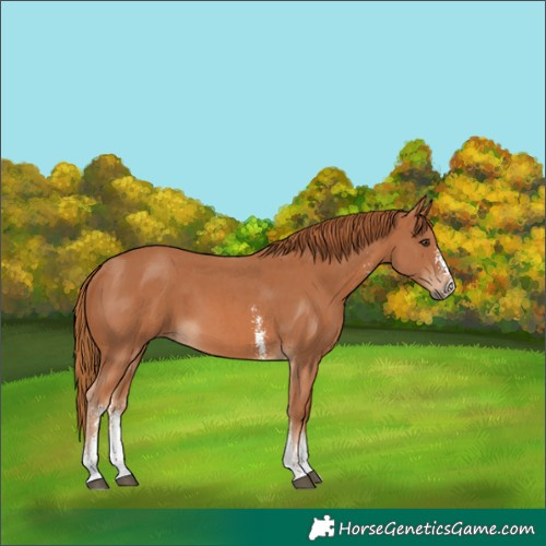 Horse Color:Chestnut Sabino 