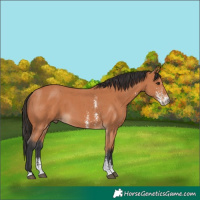 Horse Color:Bay Sabino 