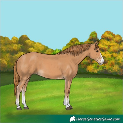 Horse Color:Chestnut Sabino 