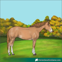 Horse Color:Chestnut Sabino