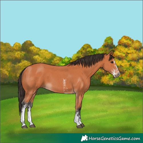 Horse Color:Bay Sabino 