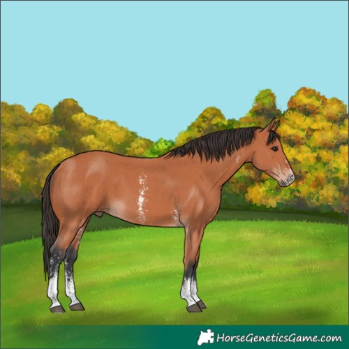 Horse Color:Bay Sabino 