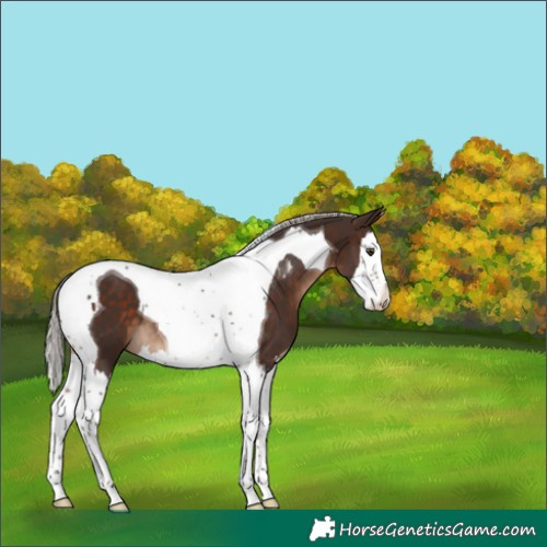 Horse Color:Silver Brown Splash Tobiano Varnish 