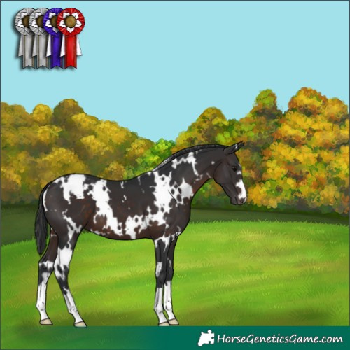 Horse Color:White Spotted Brown Appaloosa 