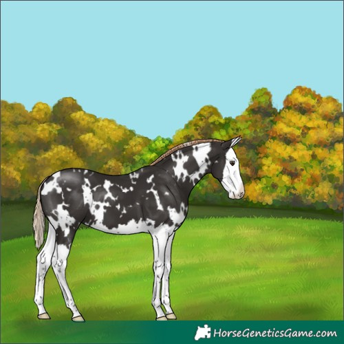 Horse Color:White Spotted Liver Chestnut Splash 