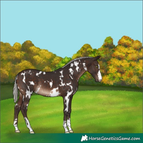 Horse Color:White Spotted Silver Brown 