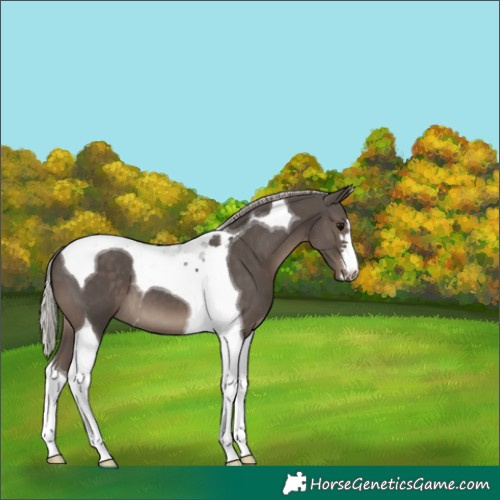 Horse Color:Silver Black Tobiano 