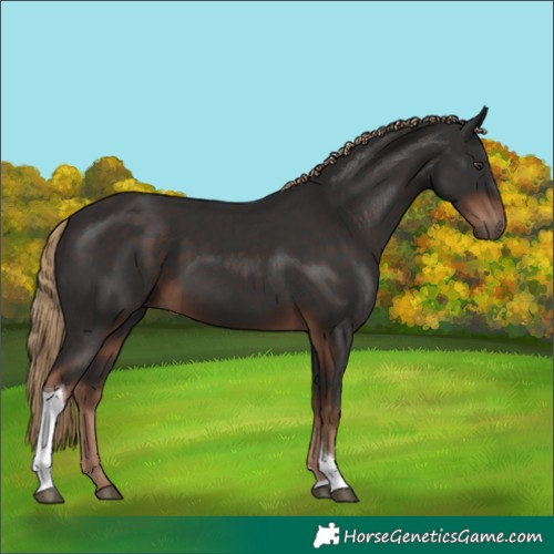 Horse Color:Liver Chestnut Tobiano