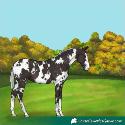 Horse Color:White Spotted Silver Brown 