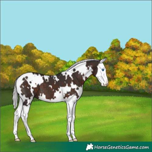 Horse Color:White Spotted Silver Brown Splash 