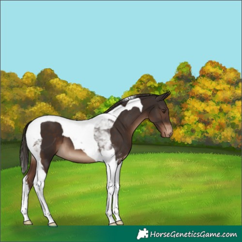 Horse Color:Liver Chestnut Tobiano Varnish 