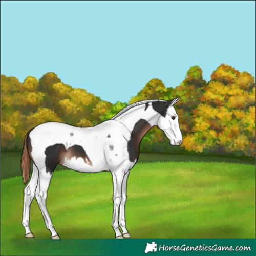 Horse Color:Liver Chestnut Splash Tobiano Appaloosa 