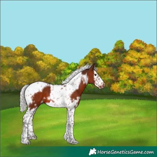 Horse Color:White Spotted Silver Brown Splash Tobiano Frame 