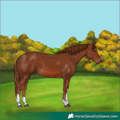 Horse Color:Chestnut Tobiano 