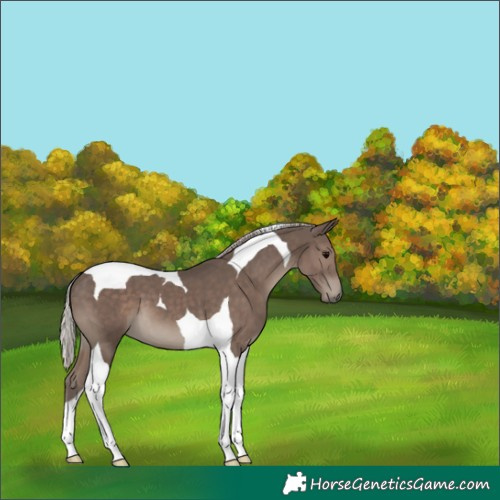 Horse Color:Silver Black Tobiano 