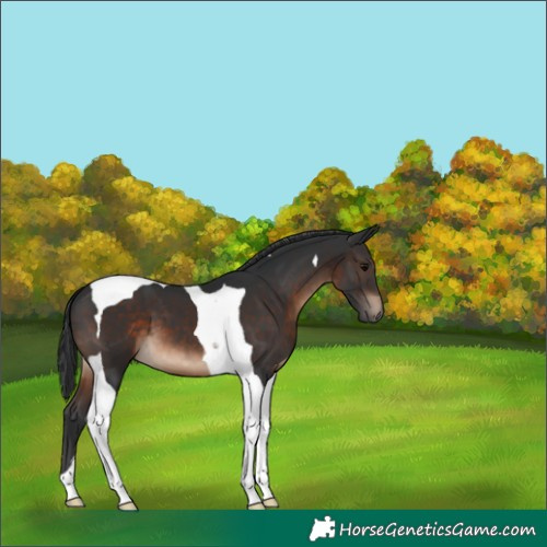 Horse Color:Brown Tobiano 