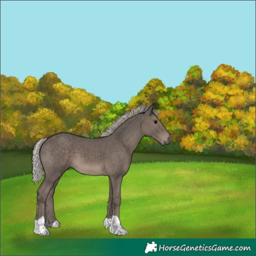 Horse Color:Silver Black 
