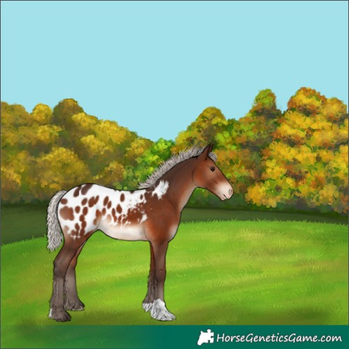 Horse Color:Silver Brown Blanket 