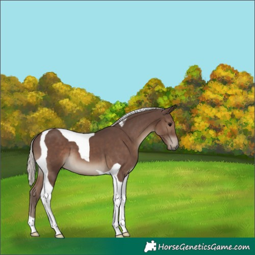 Horse Color:Silver Black Tobiano 