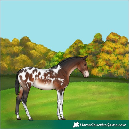 Horse Color:Brown Tobiano Appaloosa 