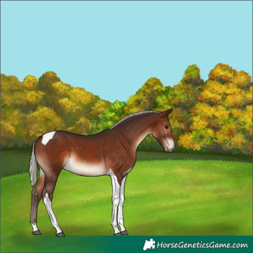 Horse Color:Silver Brown Tobiano 