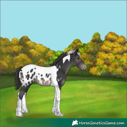 Horse Color:Black Tobiano Near Leopard 