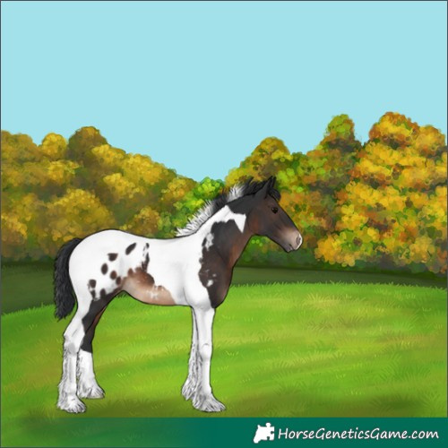 Horse Color:Brown Tobiano Blanket 