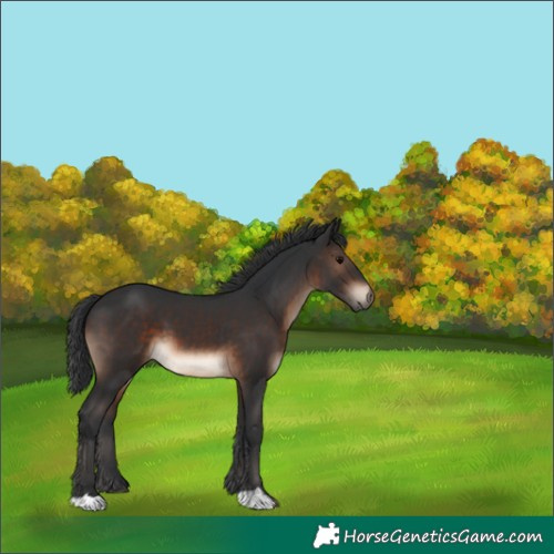 Horse Color:Brown 