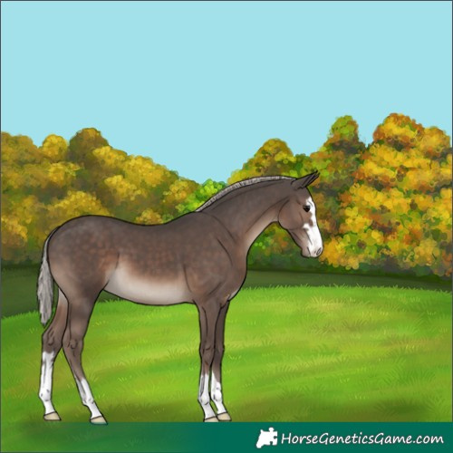 Horse Color:Silver Black 