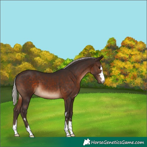 Horse Color:Silver Brown 