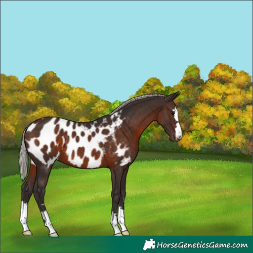 Horse Color:Silver Brown Appaloosa