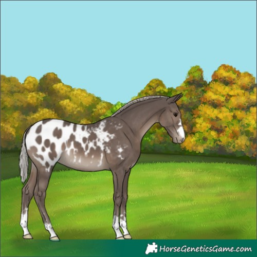 Horse Color:Silver Black Appaloosa 