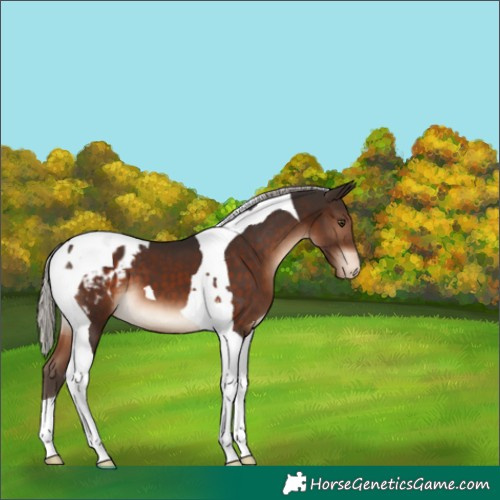 Horse Color:Silver Brown Tobiano Blanket 