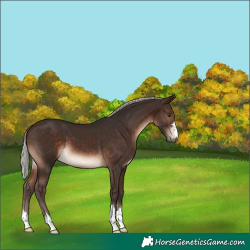 Horse Color:Silver Brown 