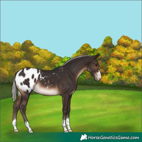 Horse Color:Silver Brown Appaloosa 