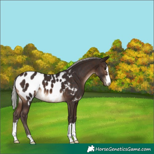 Horse Color:Silver Brown Near Leopard 