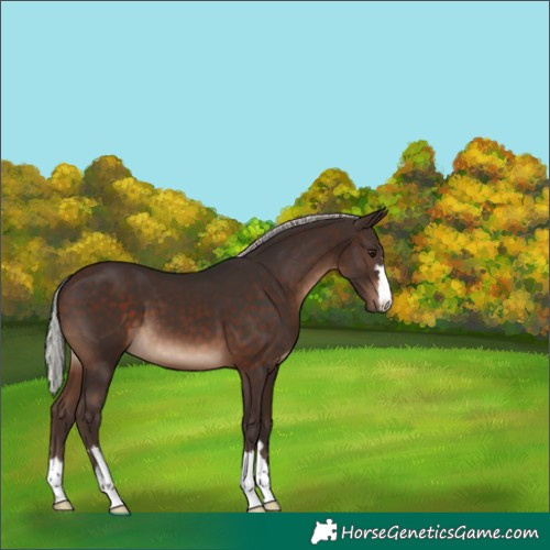 Horse Color:Silver Brown